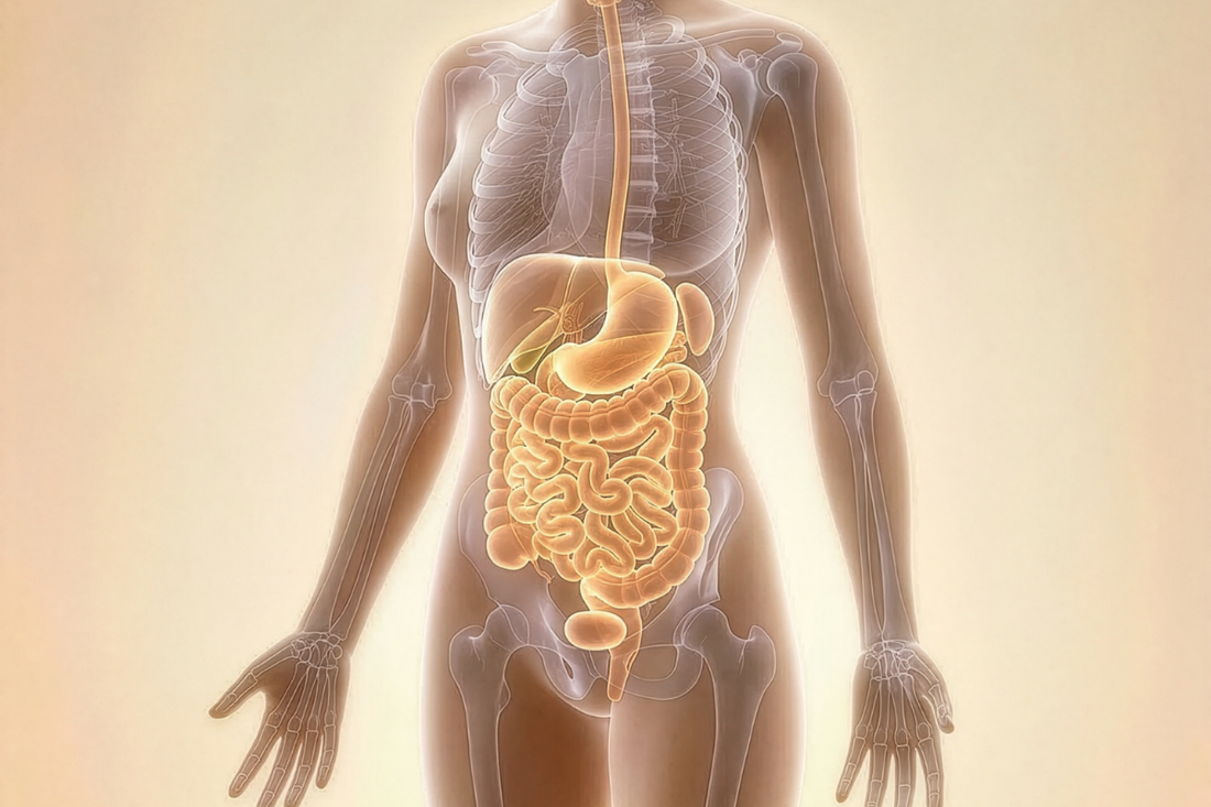 Enzimas Digestivas: Cómo mejoran la digestión